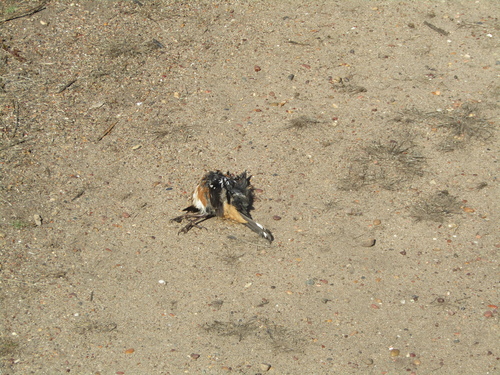 Spotted Towhee · Rascador Moteado