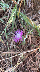 Galactites tomentosus
