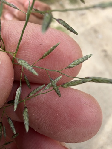 Eragrostis barrelieri observed 2026-10-25
