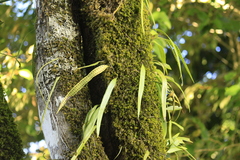 Microgramma percussa