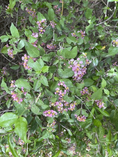Malpighia glabra observed 2026-10-25