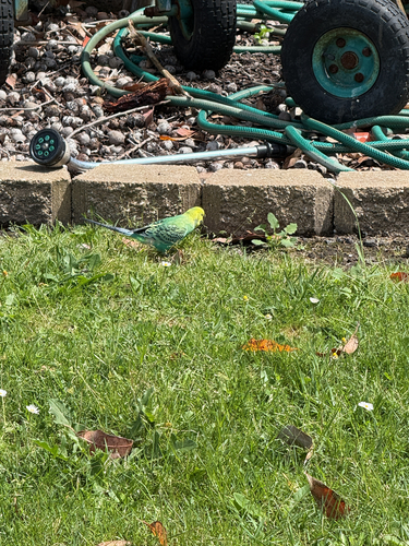 Melopsittacus undulatus observed 2026-10-26