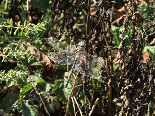 Blue-eyed Darner · Zurcidora de Ojos Azules