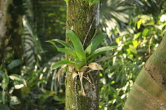Werauhia