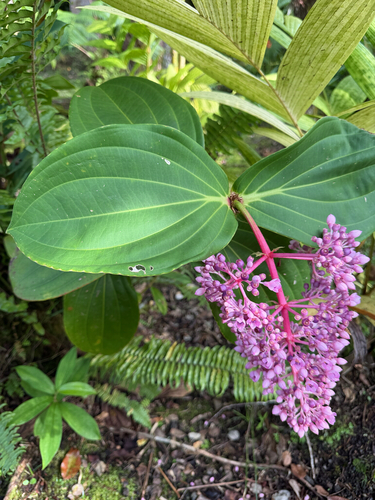 Medinilla observed 2026-10-25
