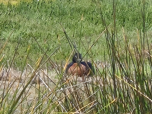 Tadorna tadornoides, 2026-10-26