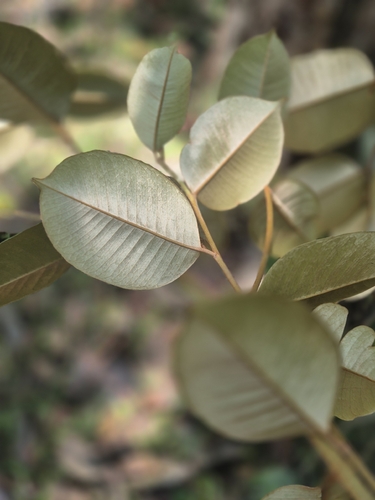 Chrysophyllum observed 2026-10-26