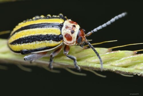 Disonycha fumata