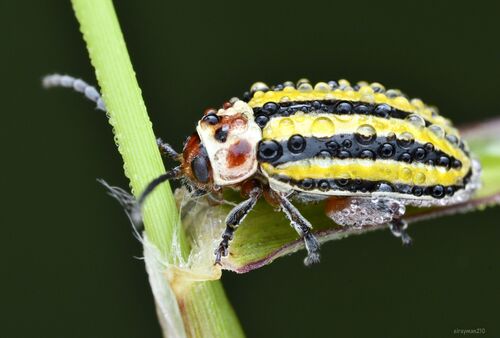 Disonycha fumata