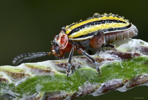 Disonycha fumata