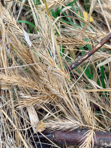 Elymus virginicus, 2026-10-25