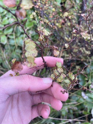 Nothofagus menziesii observed 2026-10-25