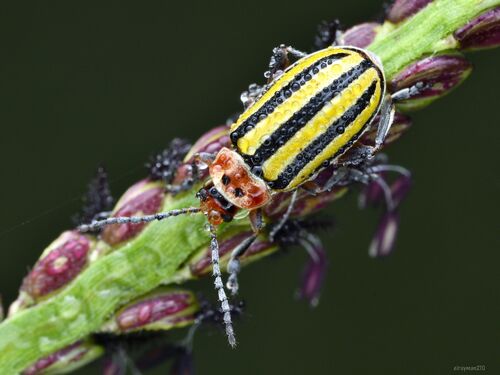Disonycha fumata