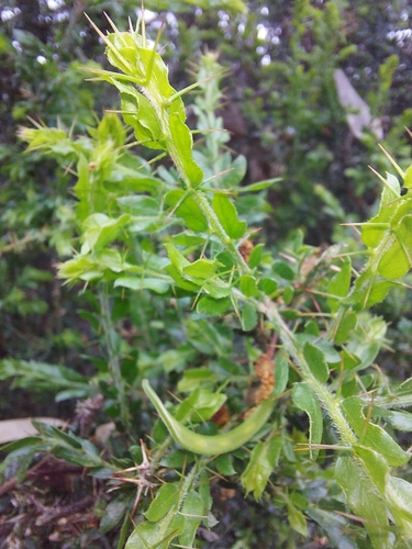 Acacia paradoxa observed 2026-10-26