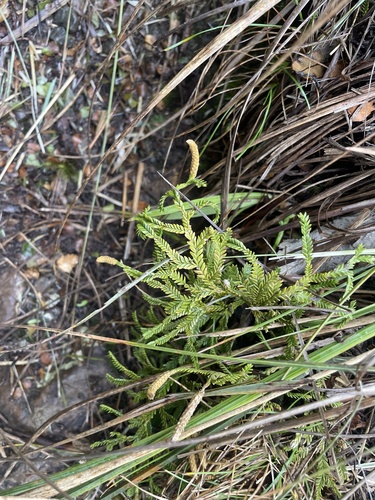 Diphasium scariosum observed 2026-10-25