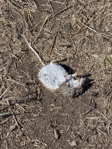 Western Deer Mouse · Ratón Norteño de Campo