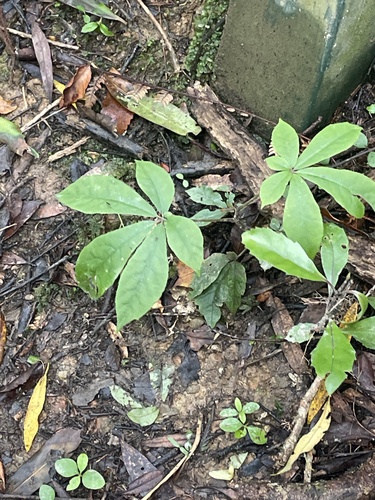 Schefflera observed 2026-10-26