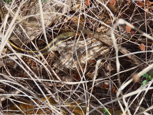 Texas Patch-nosed Snake