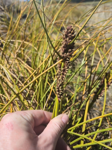 Ficinia spiralis observed 2026-10-26