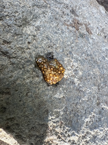 Bassariscus astutus