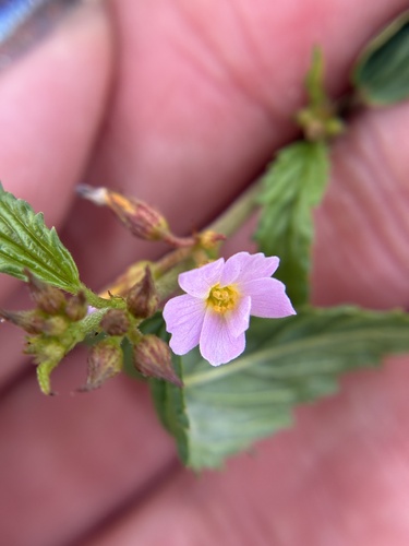 Melochia pyramidata observed 2026-10-25