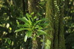 Werauhia