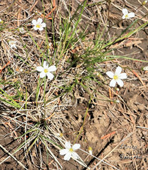 Eremogone capillaris