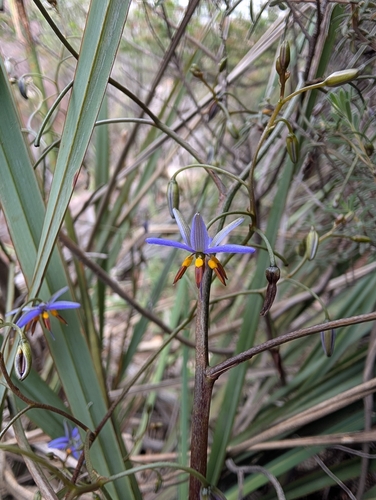 Dianella revoluta observed 2026-10-26