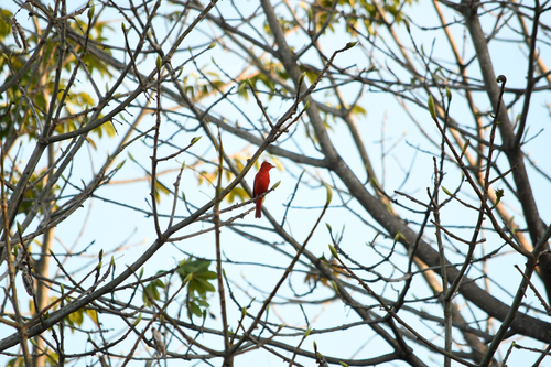 Summer Tanager