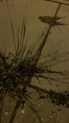 Sand Dropseed