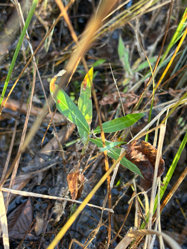 Persicaria amphibia, 2026-10-25