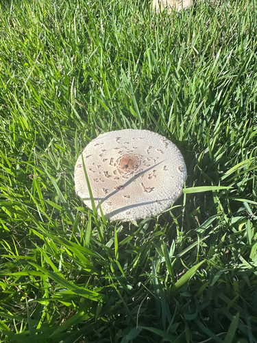 Lepiota observed 2026-10-24