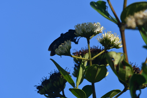 Pepsis mexicana