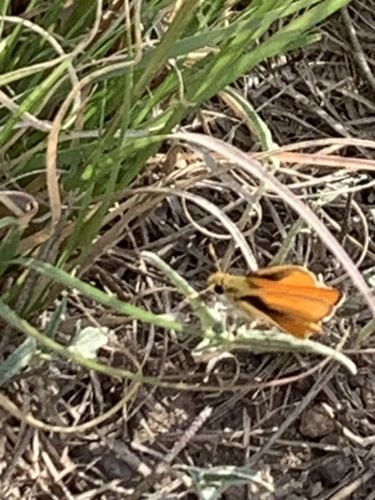 Orange Skipperling