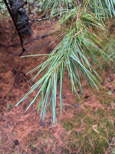 Pinus monticola observed 2026-10-25