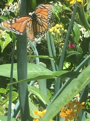 Danaus plexippus