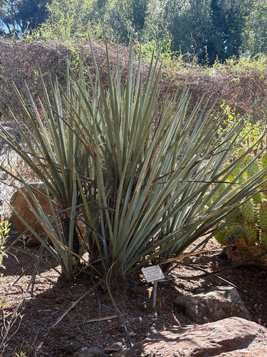 Banana Yucca