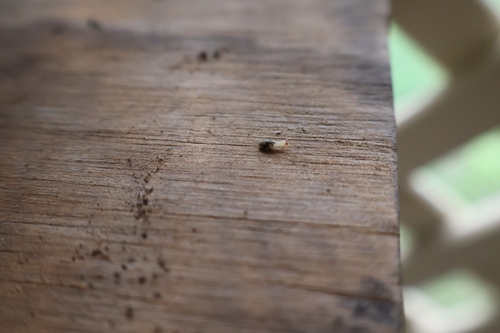 Long-jawed Desert Termites