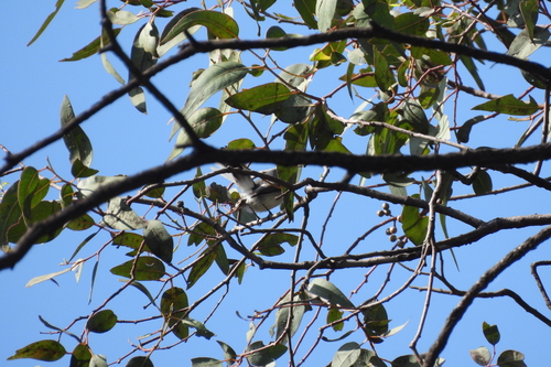 Perlita Azulgris