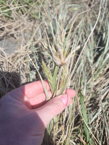 Spinifex sericeus observed 2026-10-26