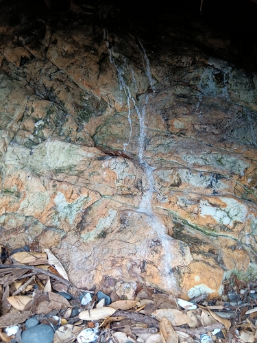 Eudyptula minor observed 2026-10-25