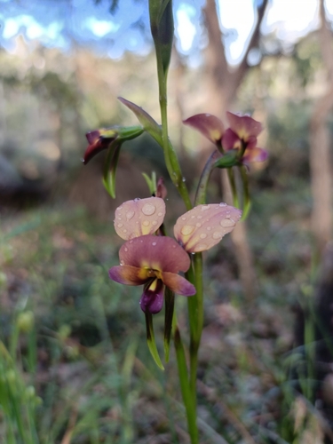 Diuris longifolia, 2026-10-22