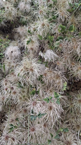Old Man's Beard Clematis