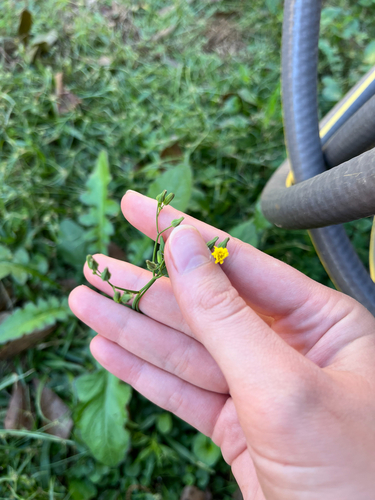 Youngia japonica observed 2026-10-25