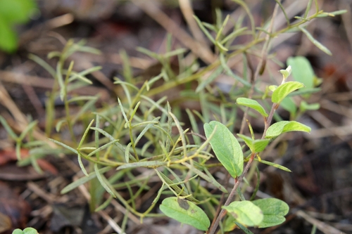 Krameria secundiflora, 2026-10-25