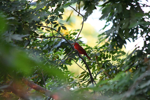 Summer Tanager