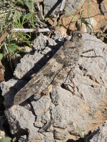 Pallid-winged Grasshopper