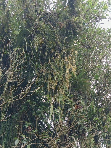 Earina mucronata observed 2026-10-26