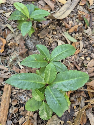 Ardisia crenata observed 2026-10-25