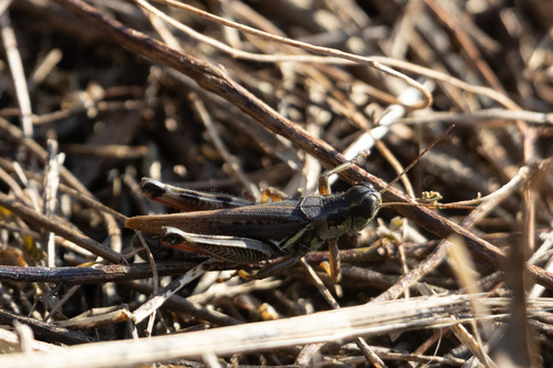Red-legged Grasshopper